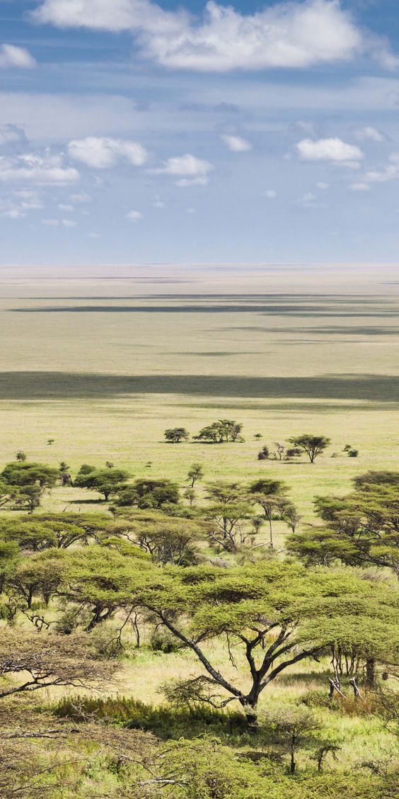 Half Day Lake Manyara Safari